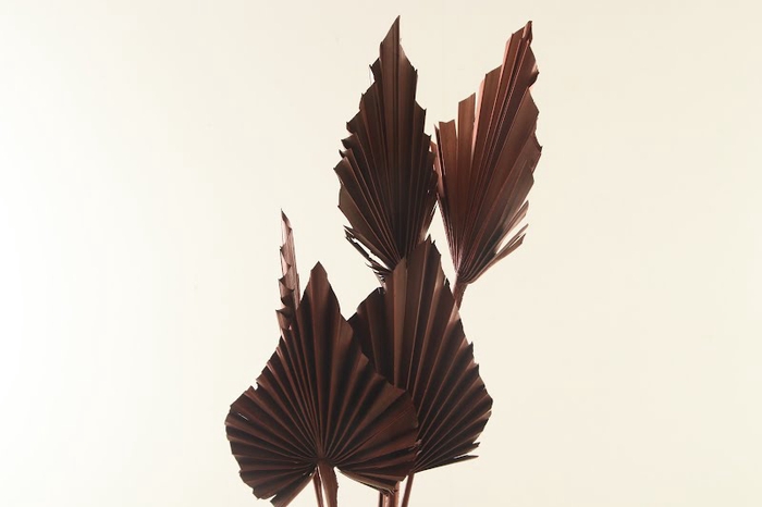 Palm Spear Brown
