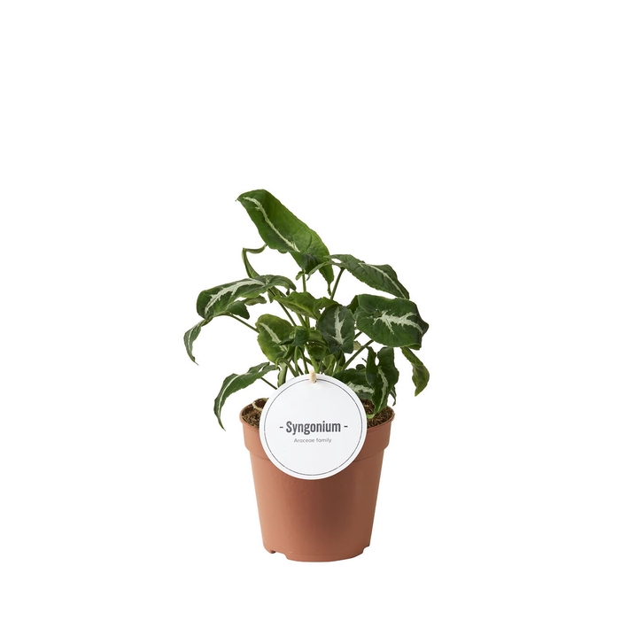 <h4>Syngonium   ...</h4>