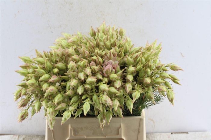 <h4>Blushing Brides Pink 6-9</h4>
