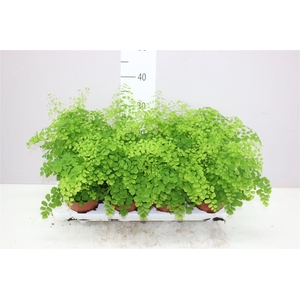 Adiantum Ra Fragrans