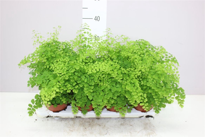 <h4>Adiantum Ra Fragrans</h4>