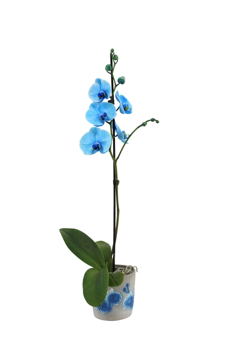 <h4>Fiore Blue Phal I Am Blue 1T9+</h4>