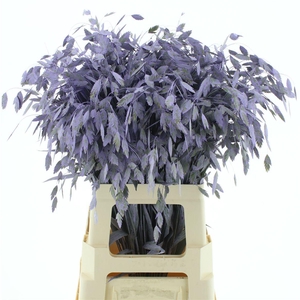 Chasmantium Klb Milka