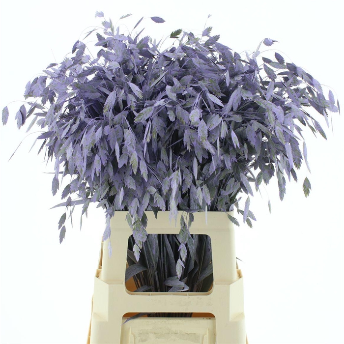 Chasmantium Klb Milka