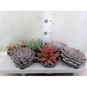 Echeveria   ...mix