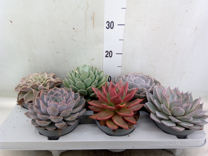 <h4>Echeveria   ...mix</h4>