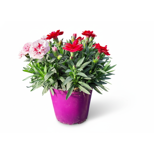 Dianthus overig