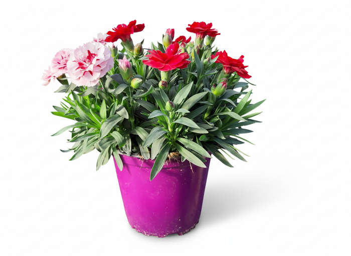 <h4>Dianthus overig</h4>
