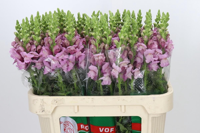 <h4>Antirrhinum Potomac Lavender</h4>