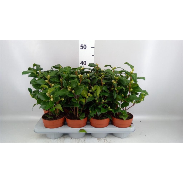 <h4>Camellia   ...mix 3</h4>