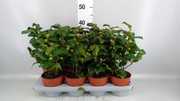 Camellia   ...mix 3