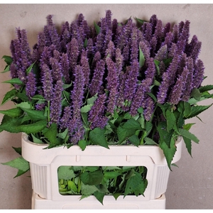 Agastache Ov