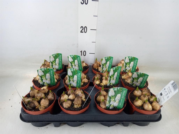 <h4>Muscari 'Magic White'</h4>