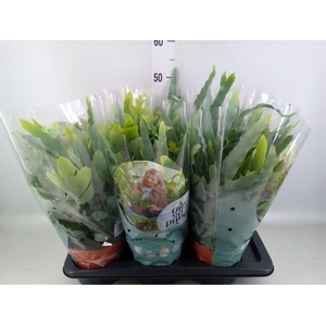 Phlebodium aureum 'Blue Star'