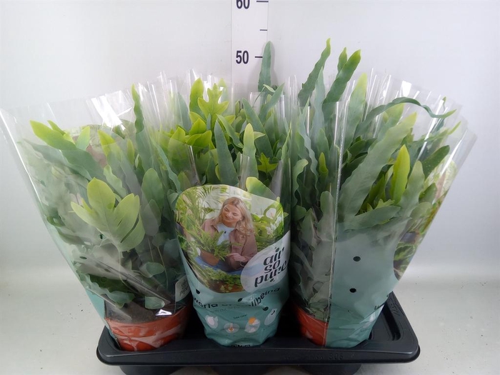 <h4>Phlebodium aureum 'Blue Star'</h4>
