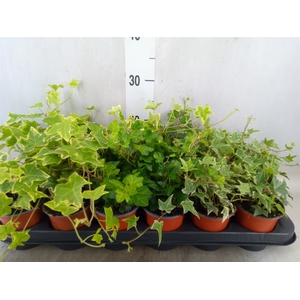 Hedera helix   ...mix 3