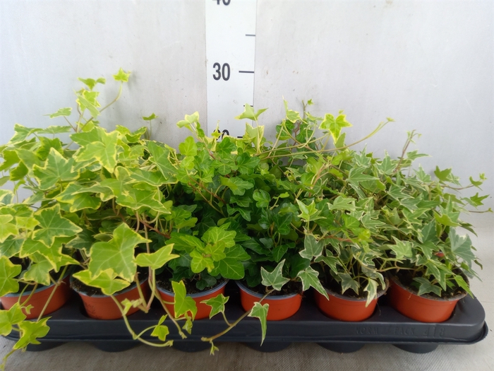 <h4>Hedera helix   ...mix 3</h4>