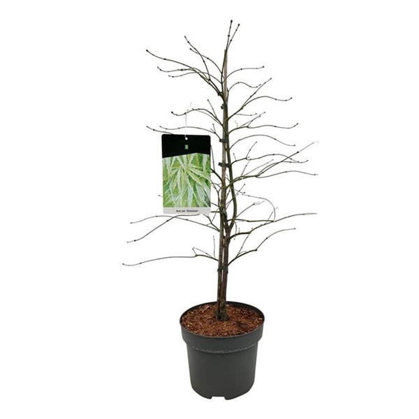 <h4>Acer pal. 'Dissectum'</h4>