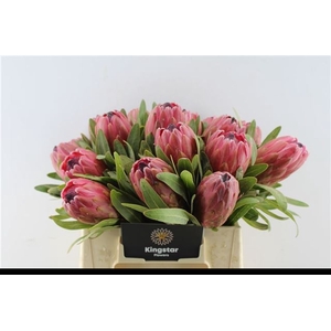 PROTEA RED ICE