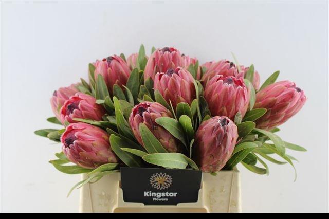 <h4>PROTEA RED ICE</h4>