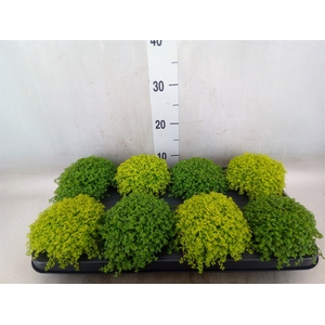 Soleirolia soleirolii   ...mix 2