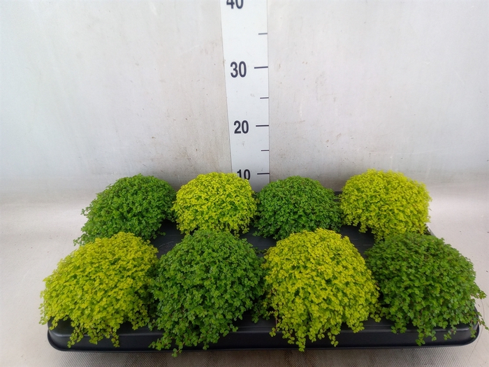 <h4>Soleirolia soleirolii   ...mix 2</h4>