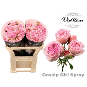 R TR GOSSIP GIRL