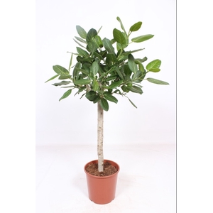 Ficus Benghalensis Stam