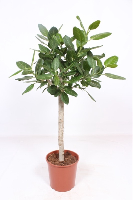 <h4>Ficus Benghalensis Stam</h4>