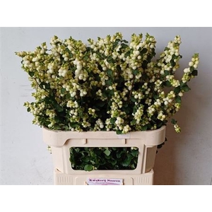 Sympho Mag Lemo Lime