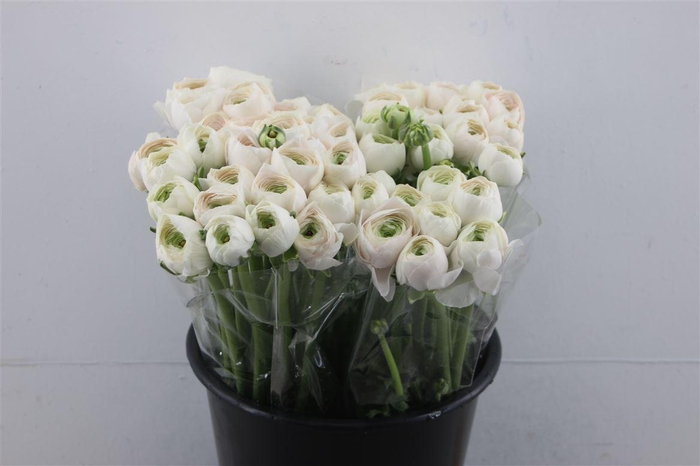 <h4>Ran Cloni Hanoi</h4>