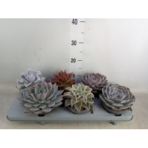 Echeveria   ...mix