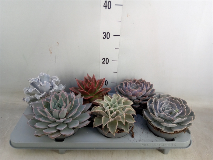 <h4>Echeveria   ...mix</h4>
