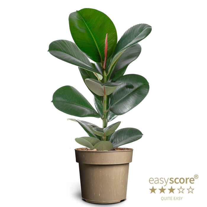 <h4>FICUS ELASTICA P17 SOFIA</h4>