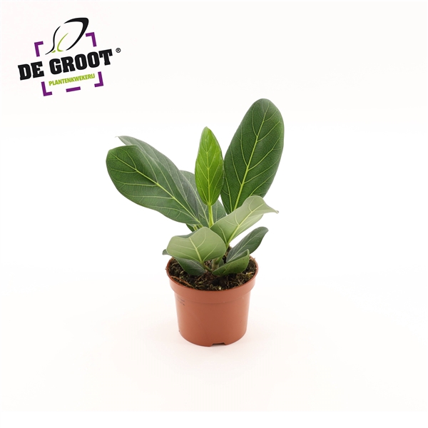 <h4>Ficus Bengalensis</h4>