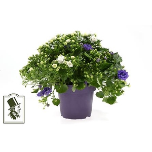 CAMPANULA-HYBRID