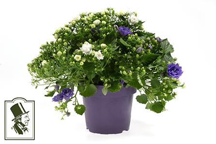 <h4>CAMPANULA-HYBRID</h4>