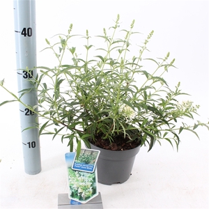 Buddleja dav. Free Petite© Snow White ('Podaras 15'PBR)