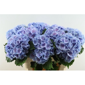 Hydr M Lollypop Blue 80-16