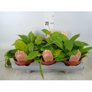 Hoya callistophylla 'KAL 16'