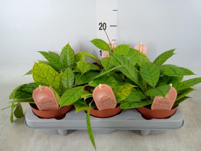 <h4>Hoya callistophylla 'KAL 16'</h4>