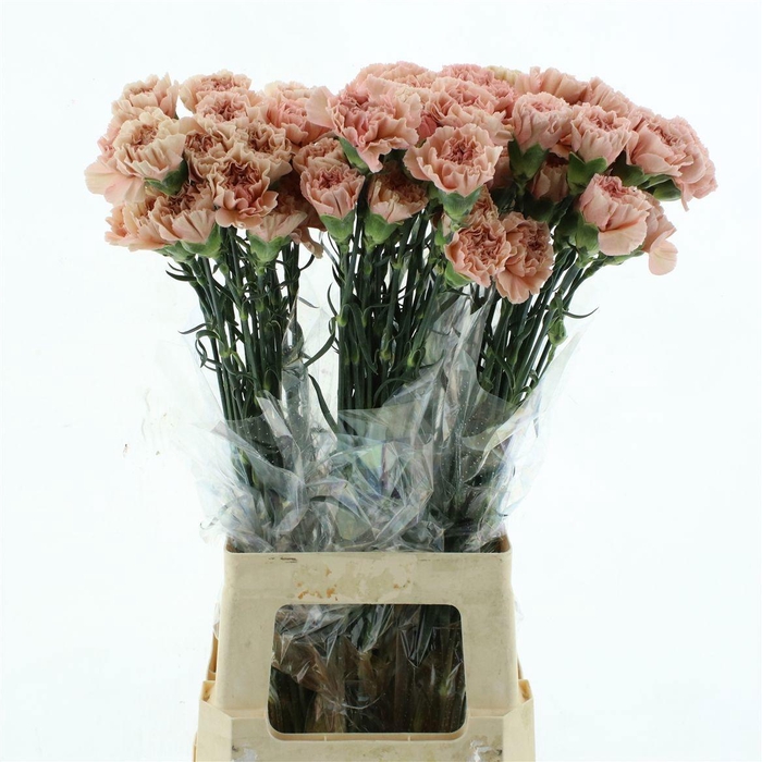 <h4>DI ST LEGE MARRONE</h4>