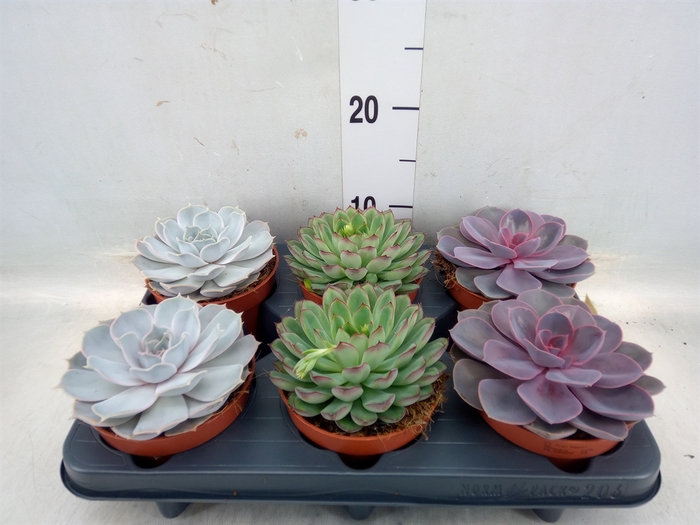 <h4>Echeveria   ...mix</h4>