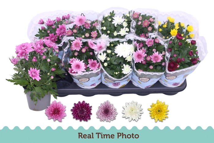 <h4>CHRYS GEVULDBL GEM</h4>