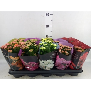 Kalanchoe blos. 'Perfecta'  ..mix 5