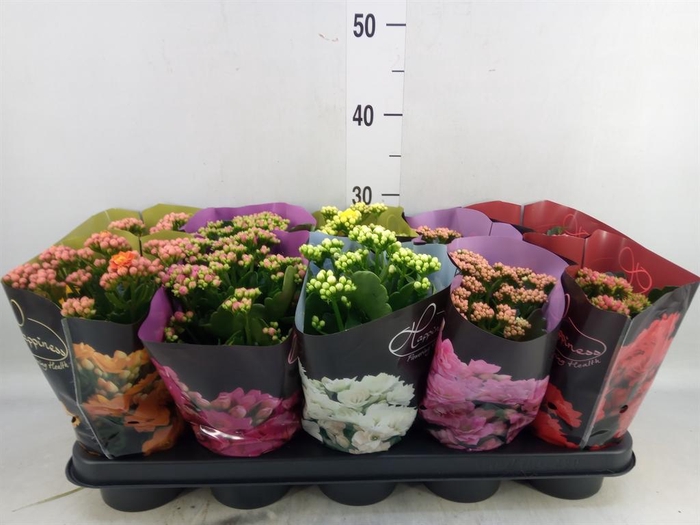 <h4>Kalanchoe blos. 'Perfecta'  ..mix 5</h4>