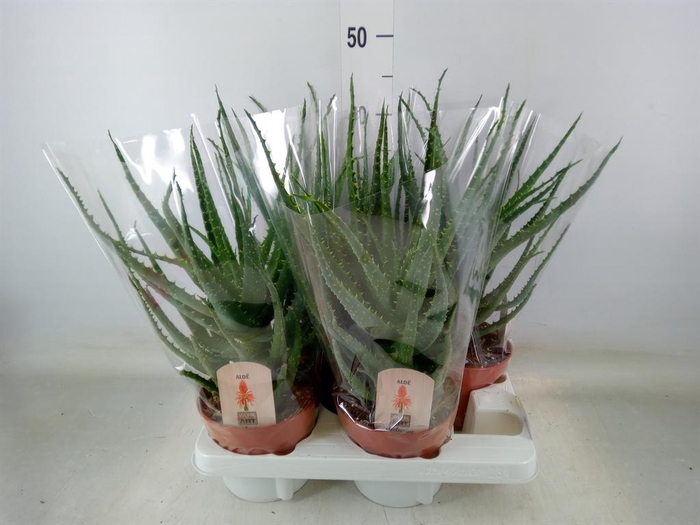 <h4>Aloe arborescens</h4>