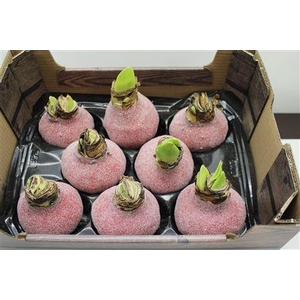 HIPPEASTRUM WAX GLITTER RED