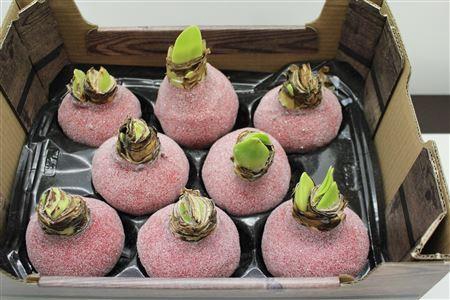 <h4>HIPPEASTRUM WAX GLITTER RED</h4>