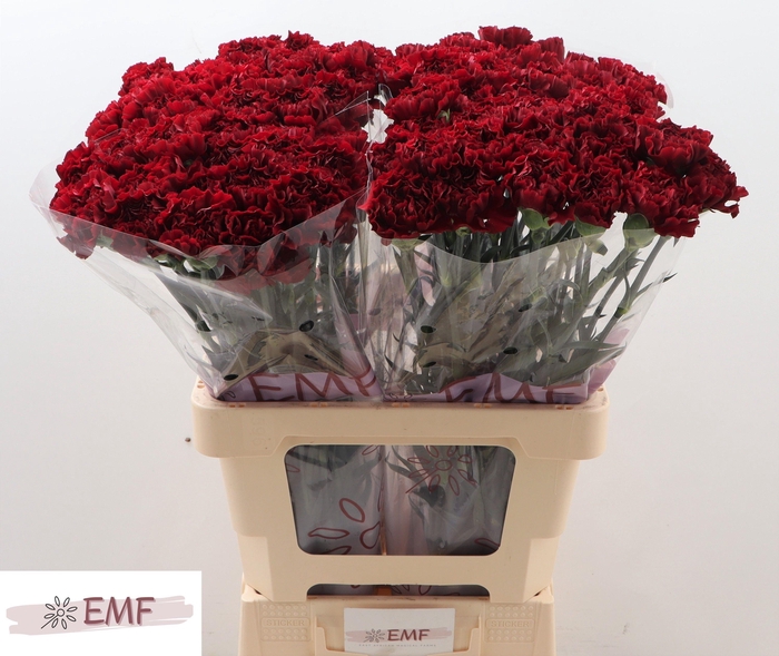 <h4>DI ST GRACE</h4>